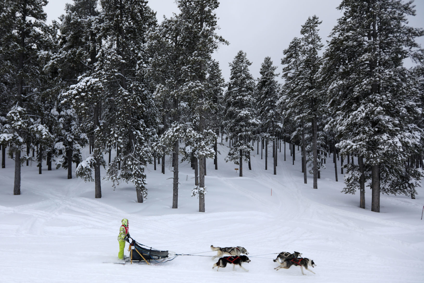 Sled Dog Race
